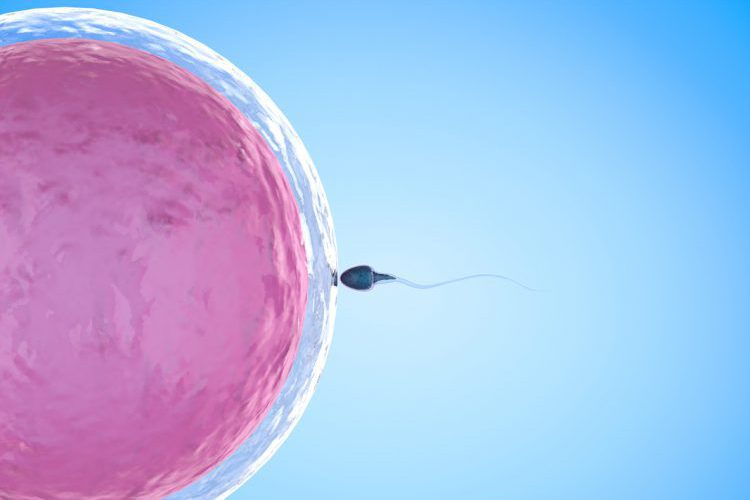 Sperm Fertilizing Egg