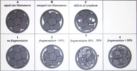 Stages of scoring a day 3 embryo